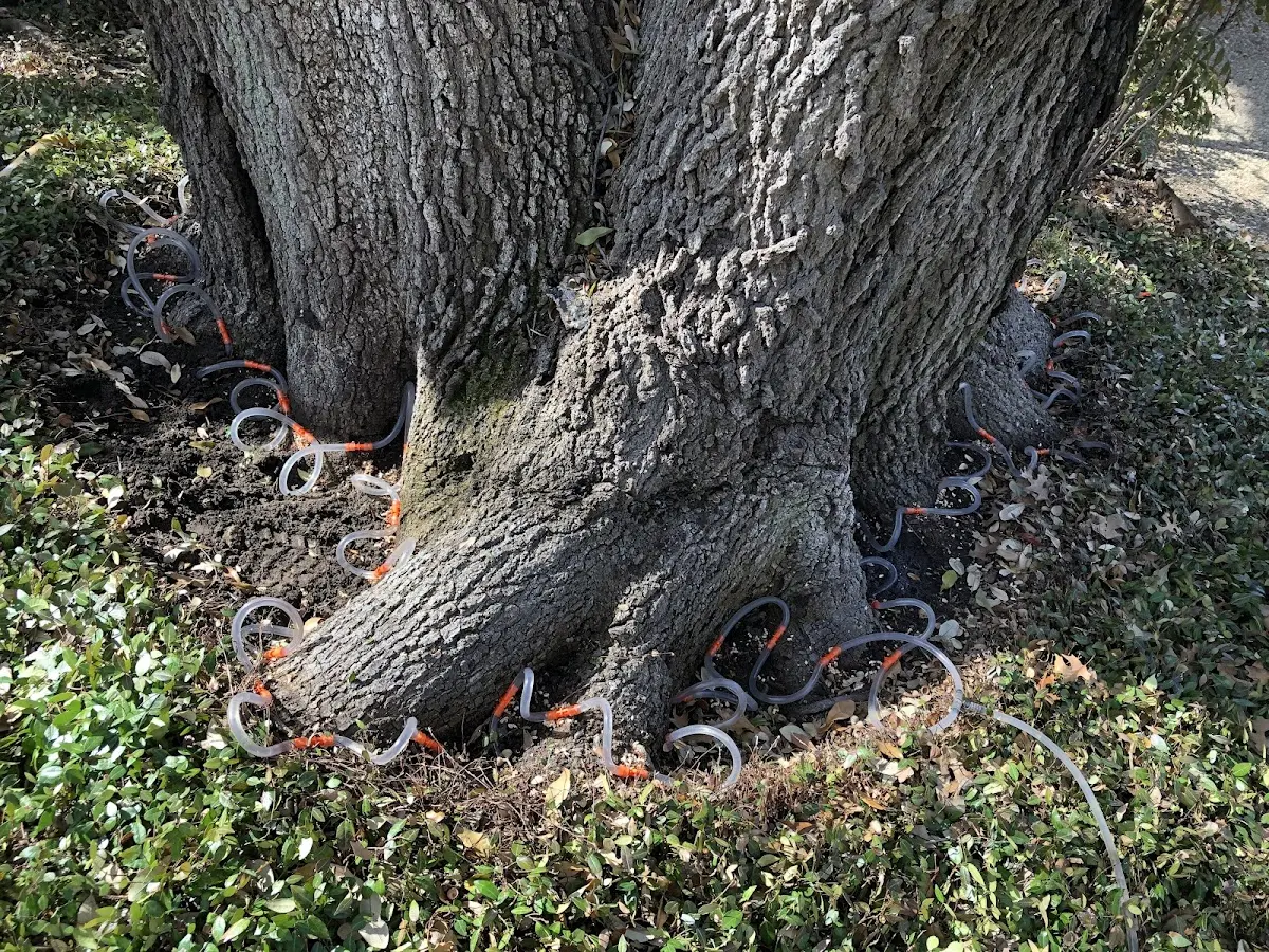 Detailed Tree Cabling and Bracing job site in Canyon Creek