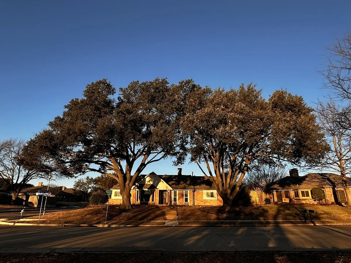 Established residential canopy tree shading a home in Canyon Creek